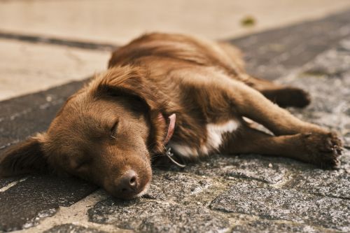 Il est important de rester calme face à un chien