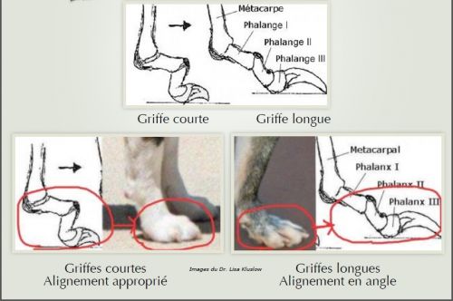 Pourquoi couper les griffes de son chien est important