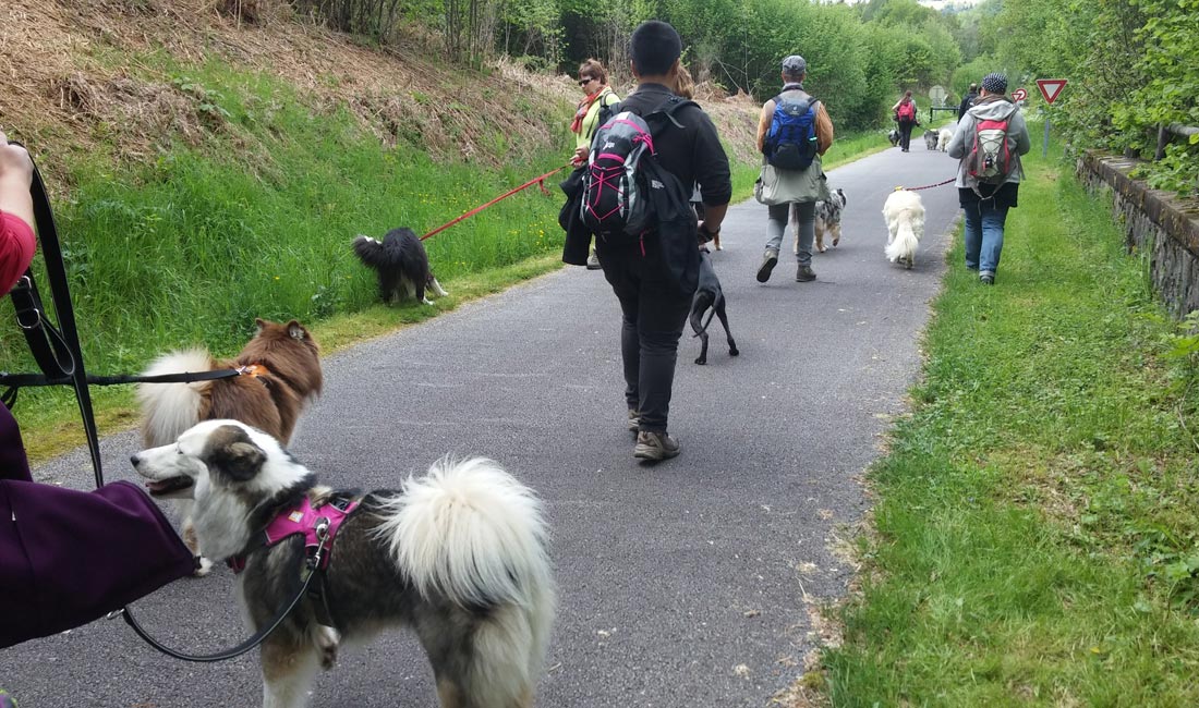 Trousse de Secours pour randonnée et Cani-rando - The Adventure Dogs